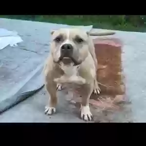 adoptable Dog in Saint Augustine, FL named Benjamin
